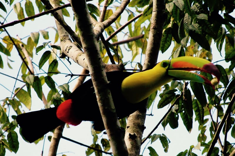 gbc-wildlife-toucan