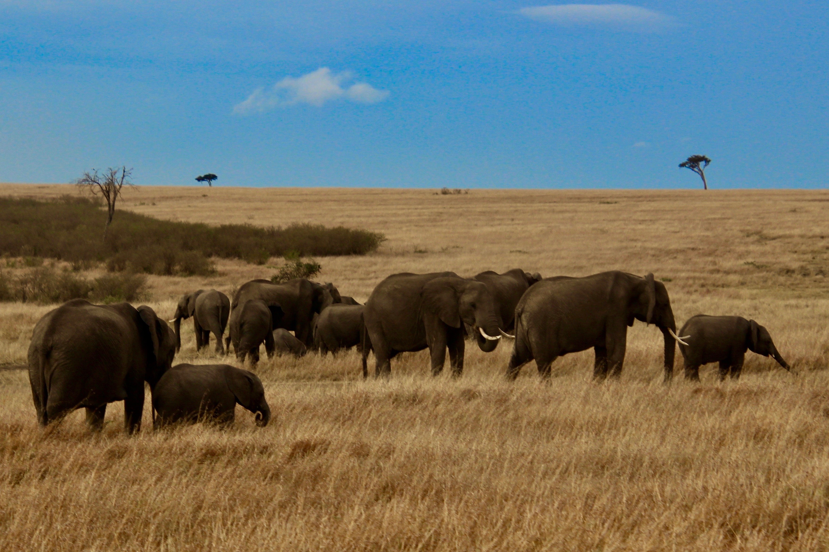 gcb-top five tz-elephants