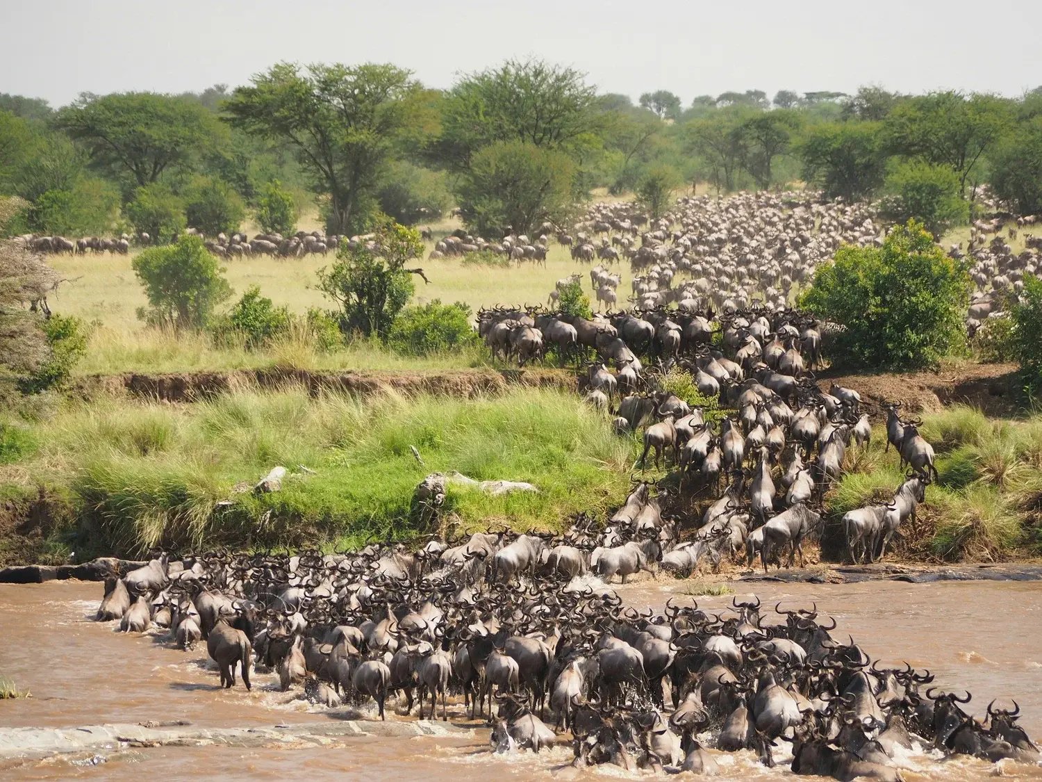 great-migration-tanzania
