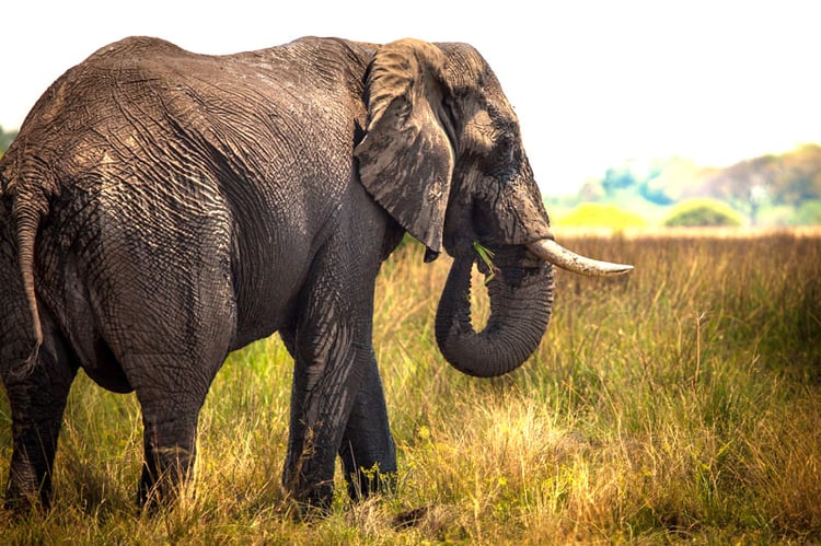 Botsawna-Safari-2elephant.jpg