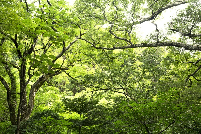 Zipline over Monteverde Cloud Forest - trips to costa rica 