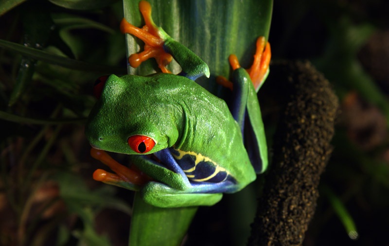 bigstock-Red-eyed-Tree-Frog-22268546