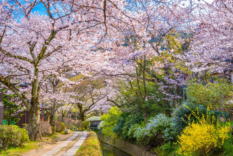 Kyoto-in-Spring