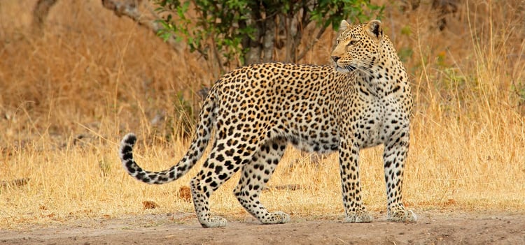 Alert Leopard in South Africa