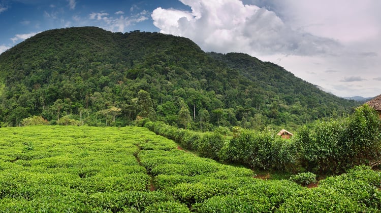 bwindi-landscape-large.jpeg