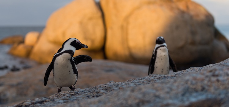 Penguins On The Beach in South Africa