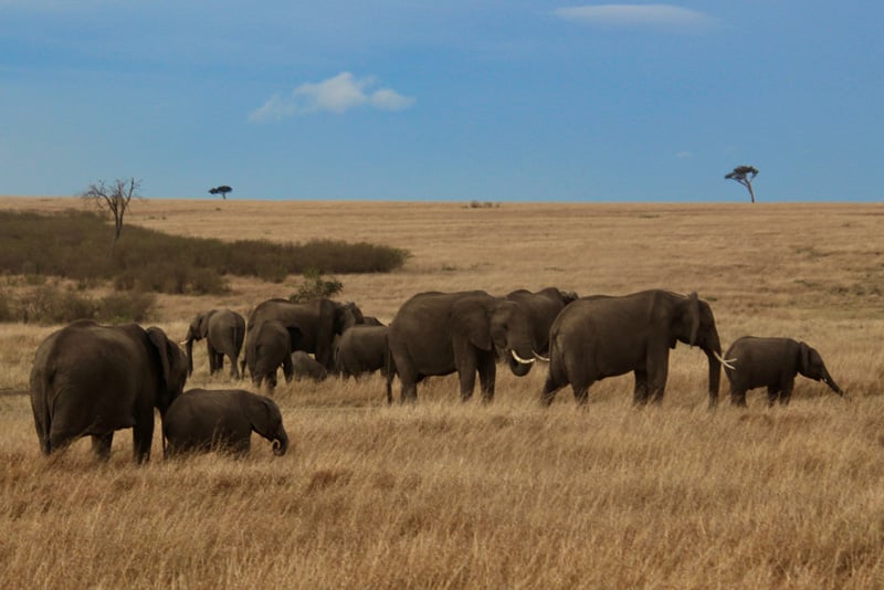 kenya-conservation-2020-elephants