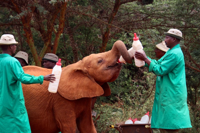 kenya-conservation-2020-sheldrick