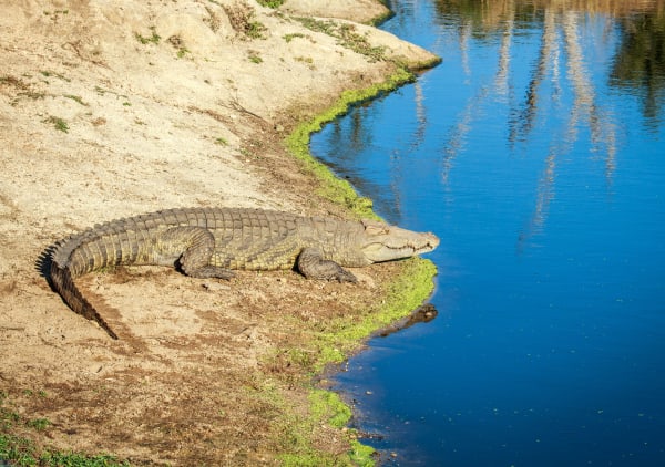 kruger-national-park-wildlife-crocodile-16521
