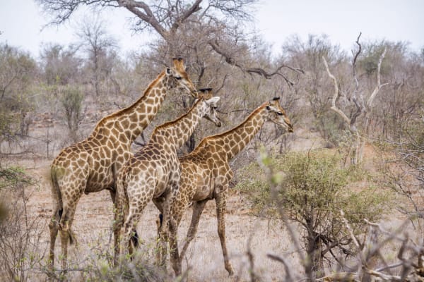 kruger-national-park-wildlife-giraffe-20137