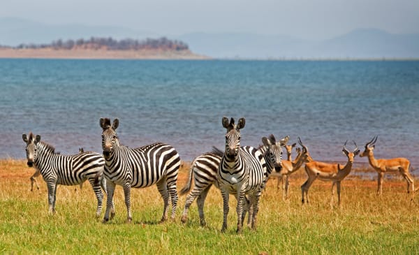 lake-kariba-wildlife-22439-1