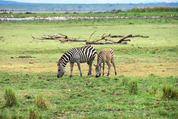 lake-manyara-35304