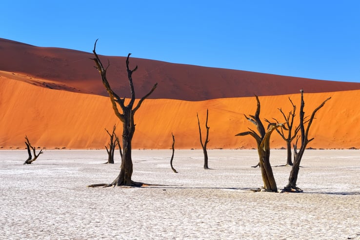 landscape-desert-sossusvlei-camelthorn-tree-15429.jpg