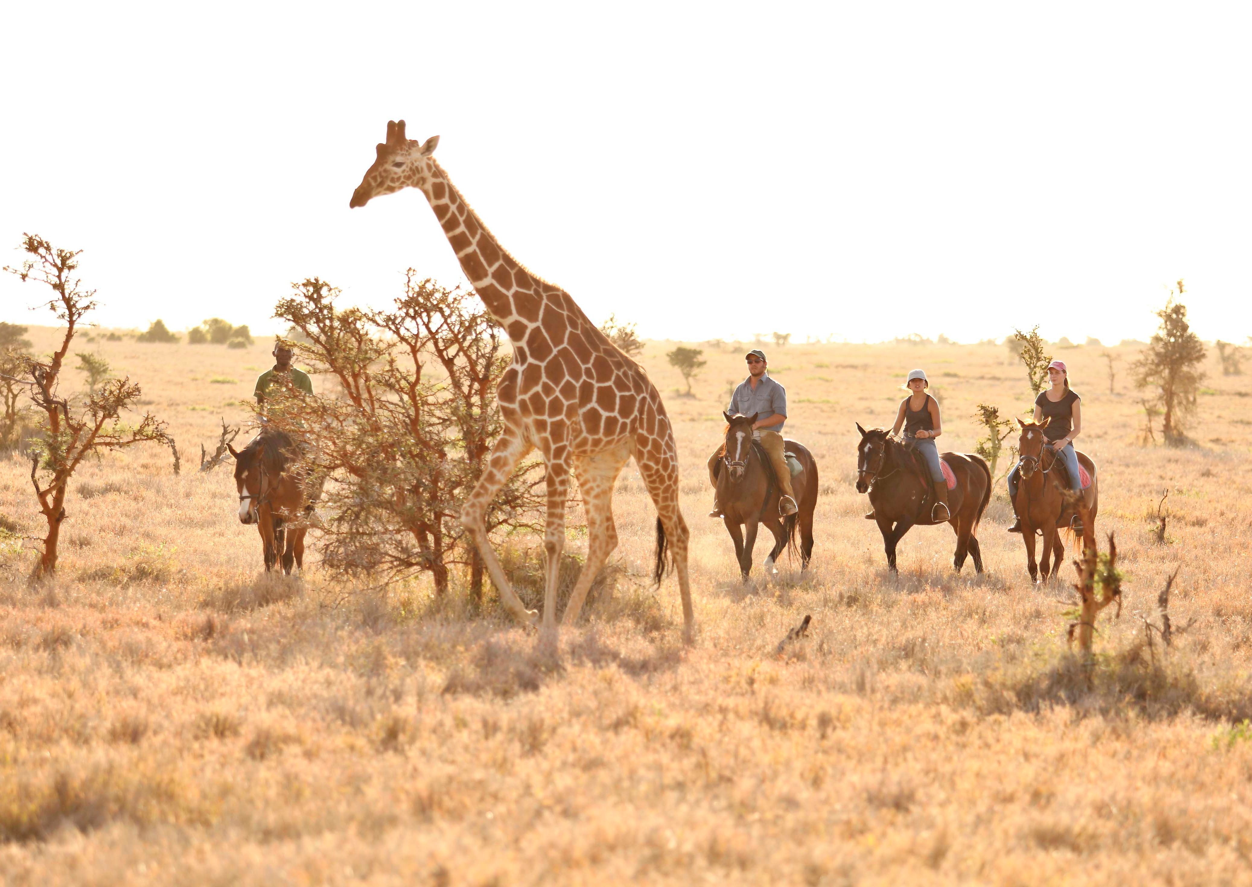 lewa-wilderness-lodge-17694