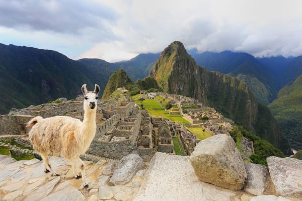 machu-picchu-llama-wildlife-13952