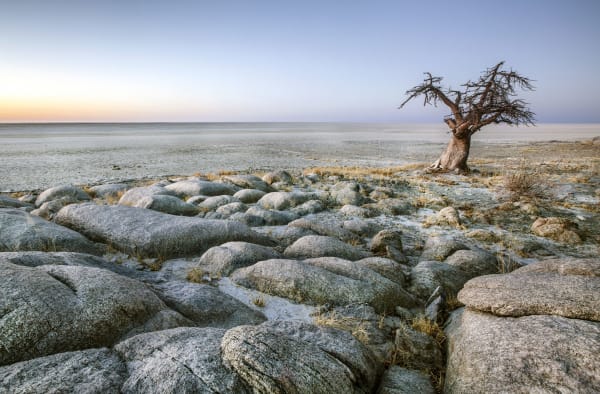 makgadikgadi-salt-pans-landscape-baobab-tree-15384