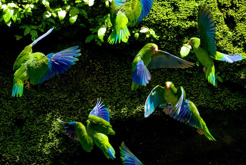 parrots