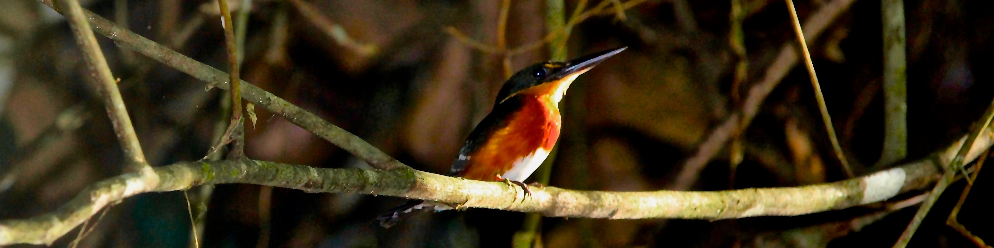 pygmy-kingfisher