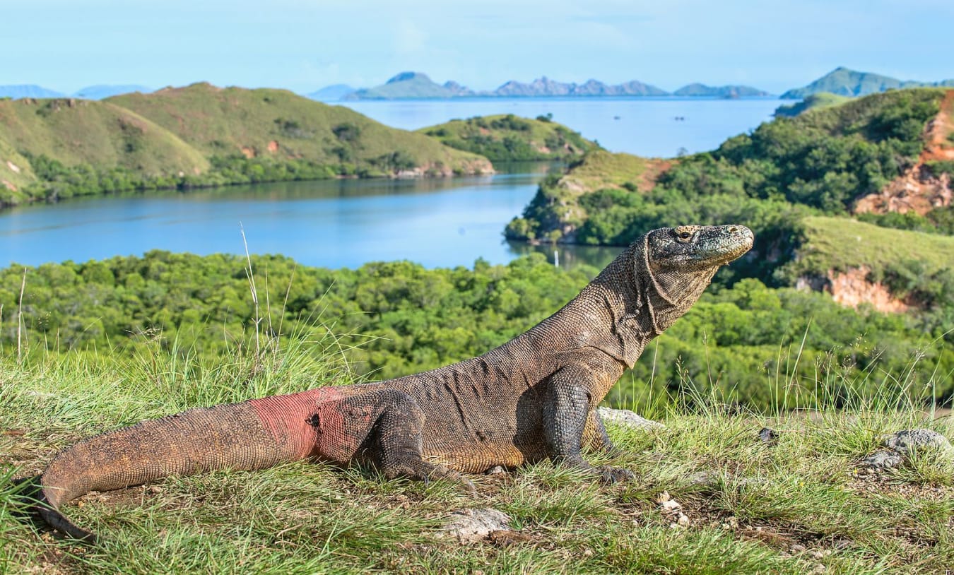 rinca-island-komodo-dragon-52270