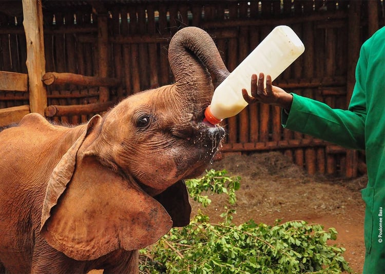 sheldrick-wildlife-trust-17693.jpg