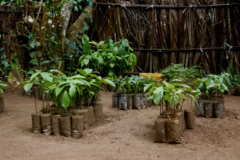 tree-seedlings