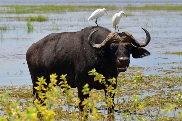 water-buffalo-chobe-national-park-wildlife-15398