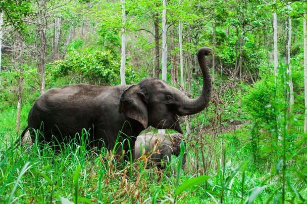 wildlife-elephant-14184.jpg