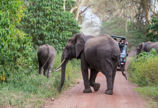 wildlife-elephant-game-drive-serengeti-15373