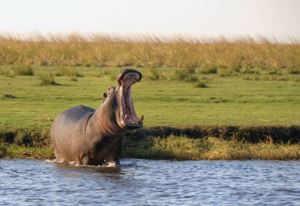 wildlife-hippo-okovango-delta-landscape-15391