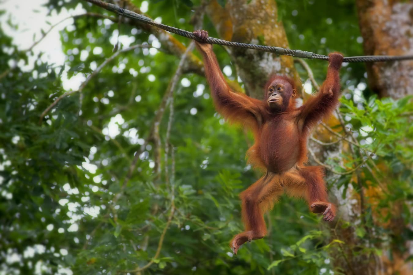 wildlife-orangutan-14481