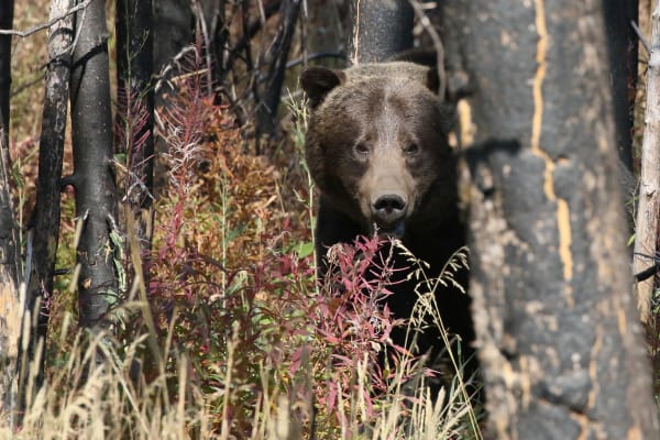 yellowstone-grand-teton-national-park--47704