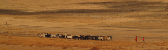 Maasai Herding Cattle