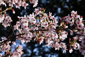 bigstock-Cherry-Blossom-45113710-1