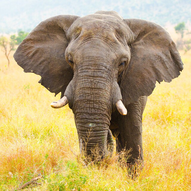Elephant In Kruger National Park