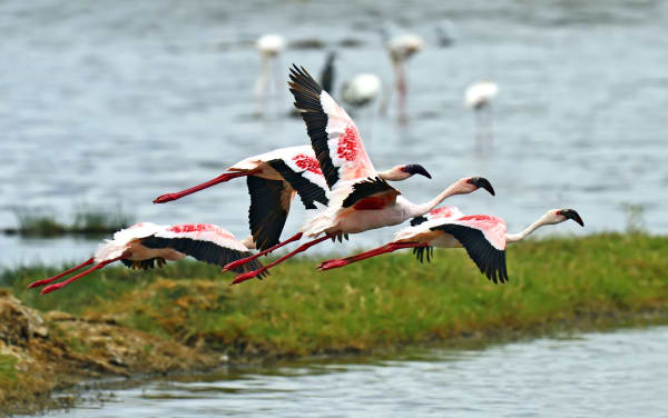 Kenya's Flamingos: Lake Nakuru, Lake Elementaita, and More